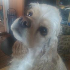 Amerikansk cocker spaniel Luna