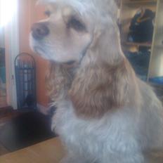 Amerikansk cocker spaniel Luna