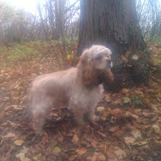 Amerikansk cocker spaniel Luna