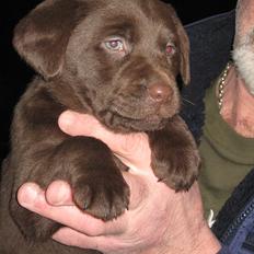 Labrador retriever Cocio