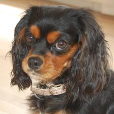 Cavalier king charles spaniel Lulu