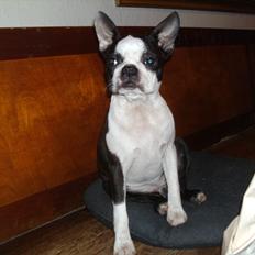 Boston terrier Mynthe