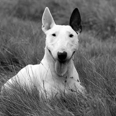Bullterrier Lulu *himmelhund*