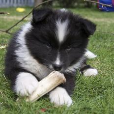 Islandsk fårehund Ivaldi R. I. P 22-12-2023