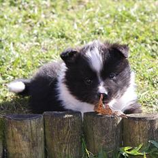 Islandsk fårehund Ivaldi R. I. P 22-12-2023