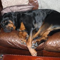 Rottweiler Balder *Forældres*