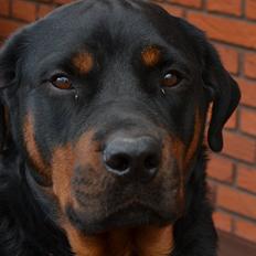 Rottweiler Balder *Forældres*