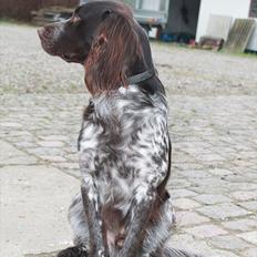 Kleiner münsterländer Buster