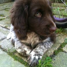 Blanding af racer Dingo