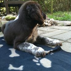 Blanding af racer Dingo