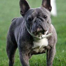 Fransk bulldog Cookie Blue