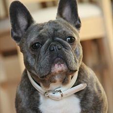 Fransk bulldog Cookie Blue