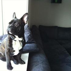 Fransk bulldog Rocco