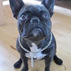 Fransk bulldog Ida