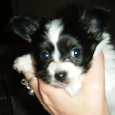 Papillon Cute Diamonds Tinker Bell