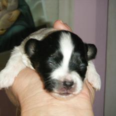 Papillon Cute Diamonds Tinker Bell