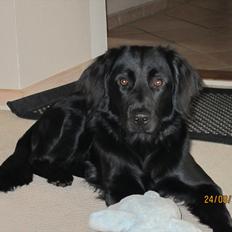 Blanding af racer charly