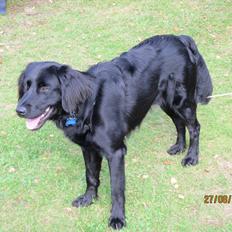 Blanding af racer charly