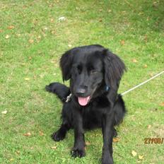 Blanding af racer charly