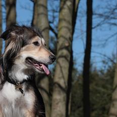 Blanding af racer La`Fontaine`s Miss Fluffy