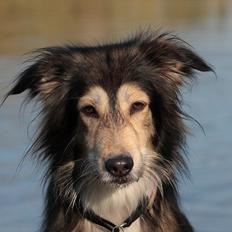 Blanding af racer La`Fontaine`s Miss Fluffy
