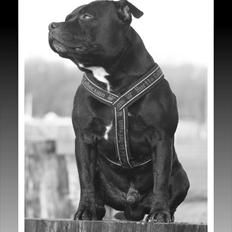 Staffordshire bull terrier Manse
