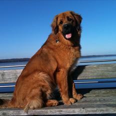 Blanding af racer Odin (Berner/Leonberger)