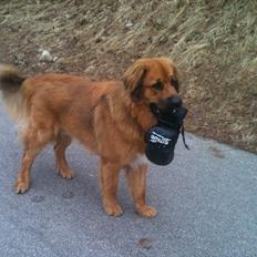 Blanding af racer Odin (Berner/Leonberger)