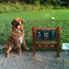 Blanding af racer Odin (Berner/Leonberger)