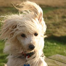 Chinese crested powder puff Bumle <3