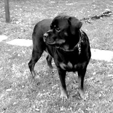 Rottweiler Tayson