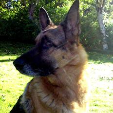 Schæferhund King *Kommisæren*