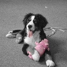 Berner sennenhund Luna