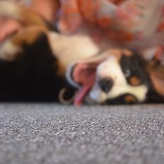 Berner sennenhund Luna