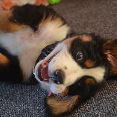 Berner sennenhund Luna