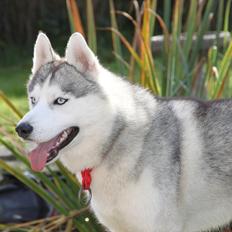 Siberian husky Hulduheims Wild Thing