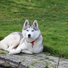 Siberian husky Hulduheims Wild Thing