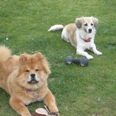 Blanding af racer Ialy