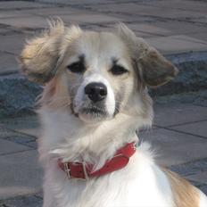 Blanding af racer Ialy