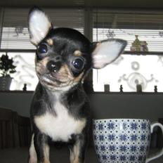 Chihuahua High Fly Liva Stardust