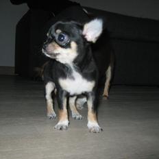 Chihuahua High Fly Liva Stardust