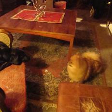 Pomeranian Topsys Morgana MEN kaldes Mille