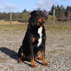 Blanding af racer Rollo