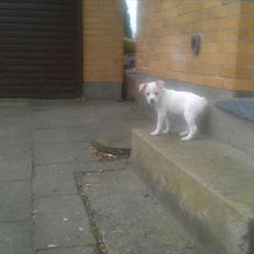 Dansk svensk gaardhund Curtis