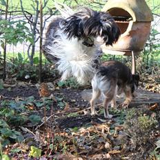 Chinese crested powder puff Polly 