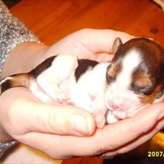 Kooikerhondje Kooijoy Gin By PokaPri