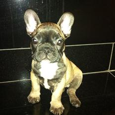 Fransk bulldog Huggsy