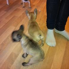 Fransk bulldog Huggsy