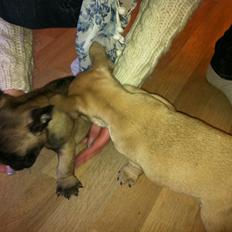 Fransk bulldog Huggsy