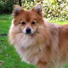 Volpino italiano Enzo